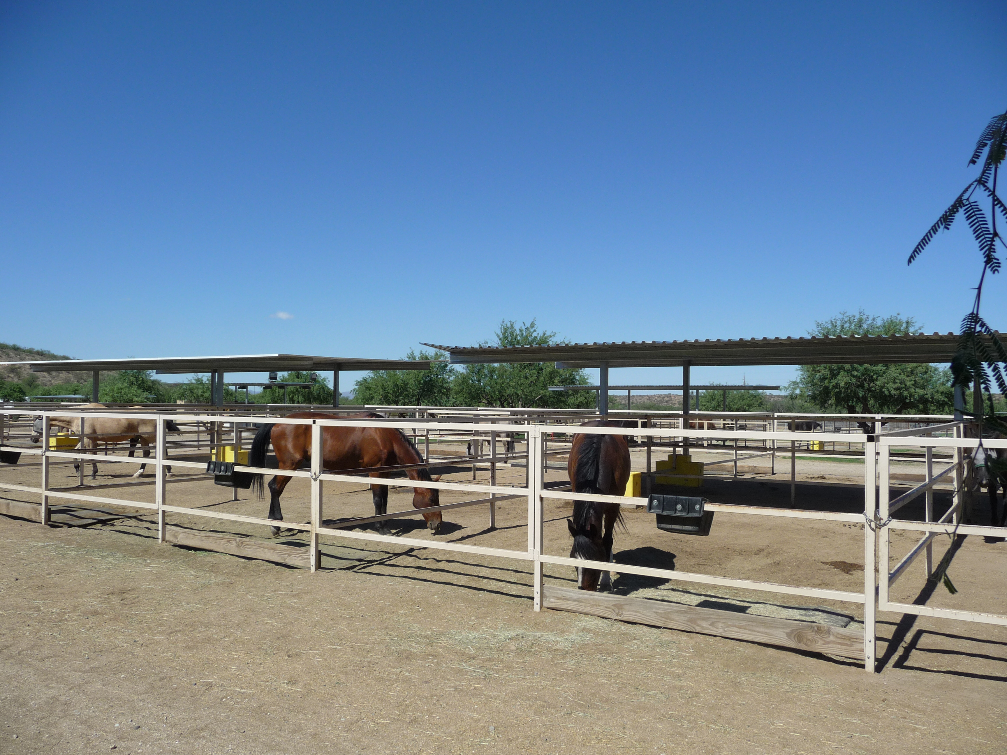 Horse Corrals